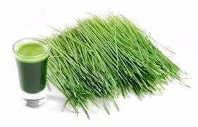 Wheat Grass Juice